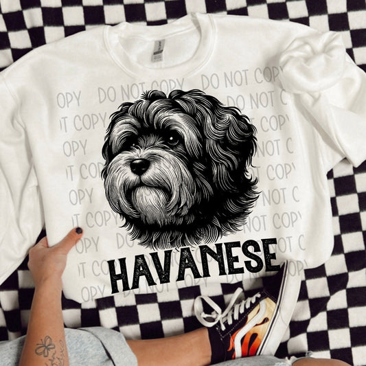 HAVANESE DOG - DTF TRANSFER